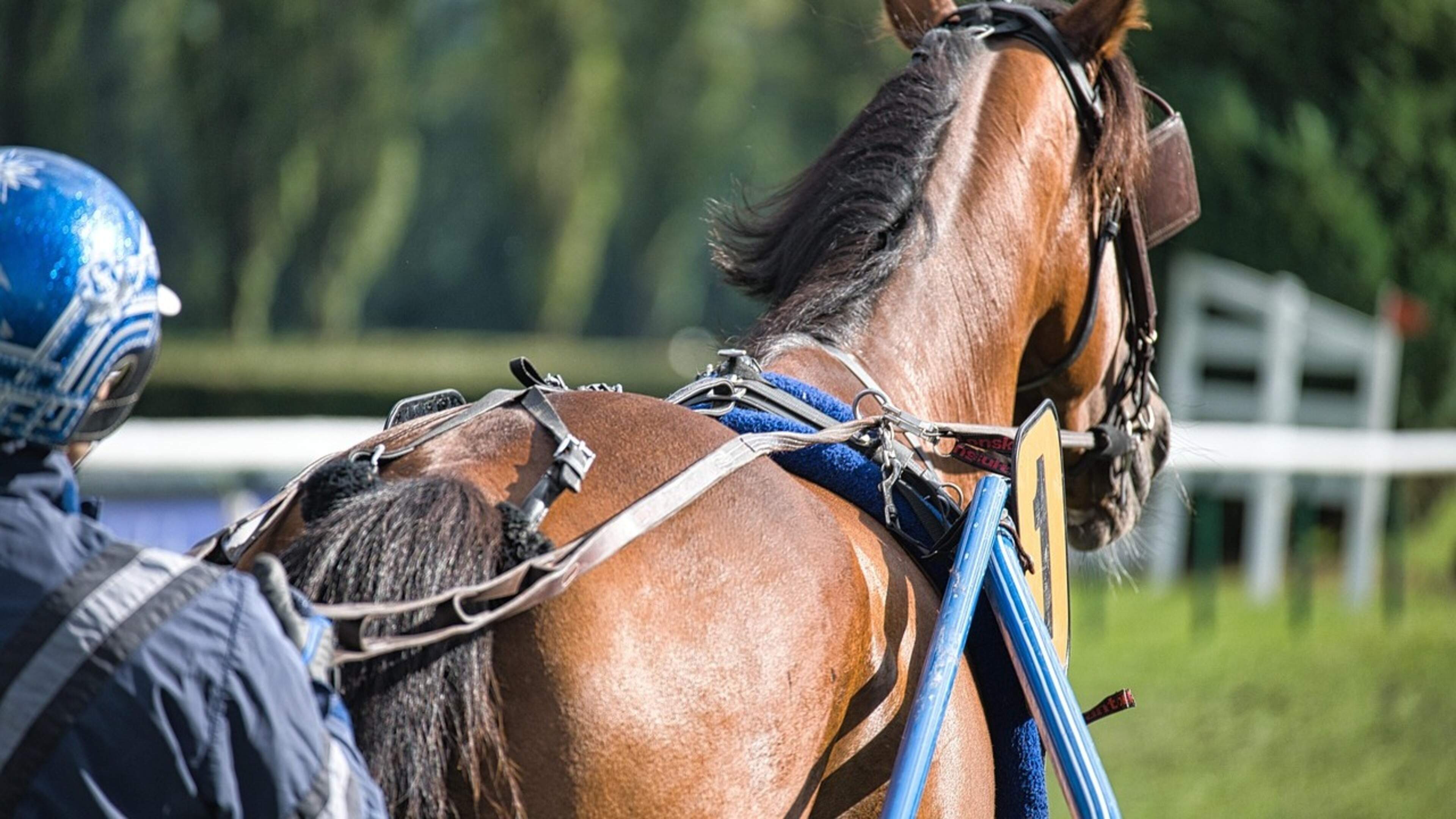 Draverijenseizoen sluit af met Grote Prijs van Emmeloord
