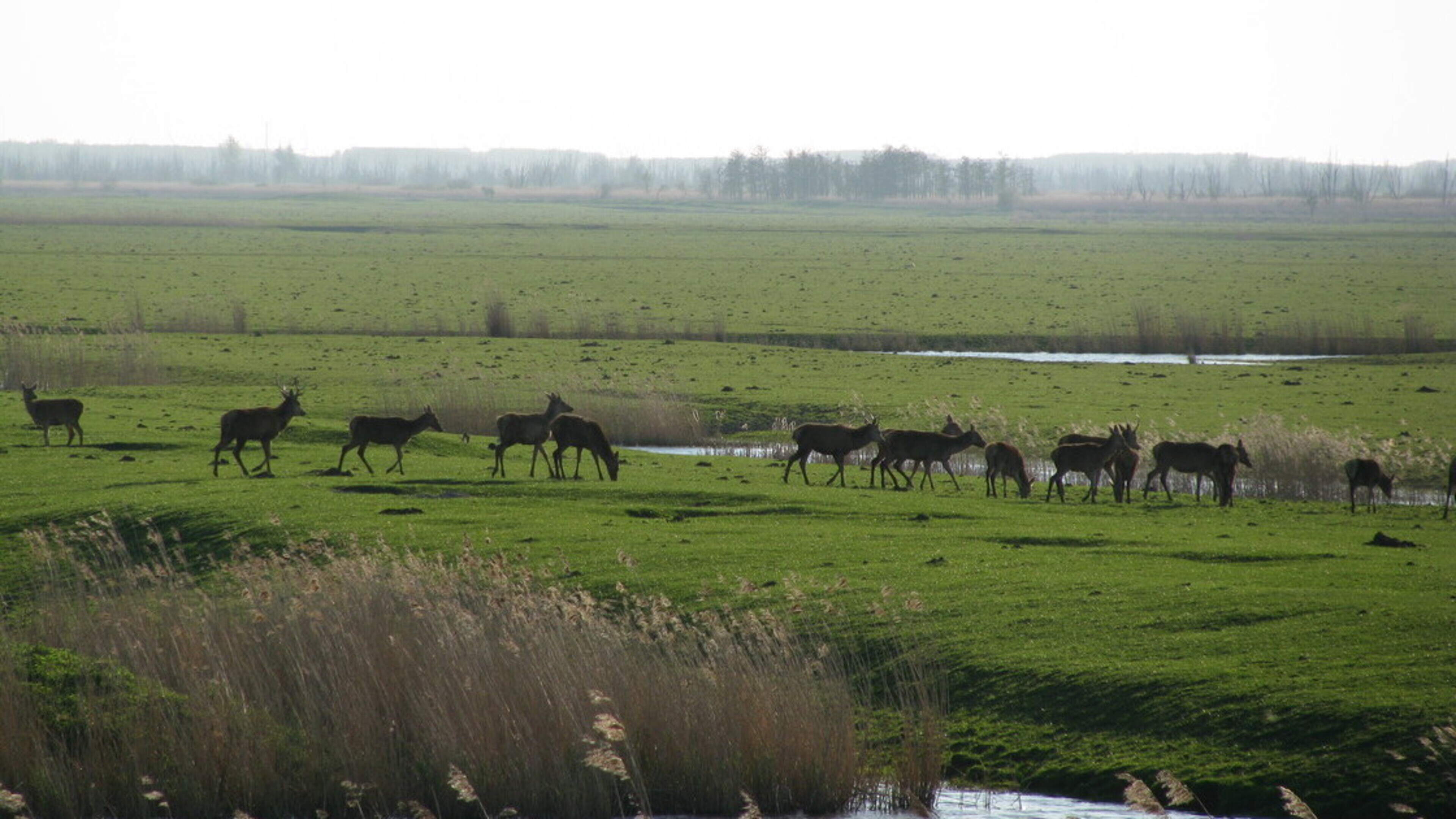Onderzoek: edelherten Oostvaardersplassen behoren tot meest genetisch diverse van West-Europa