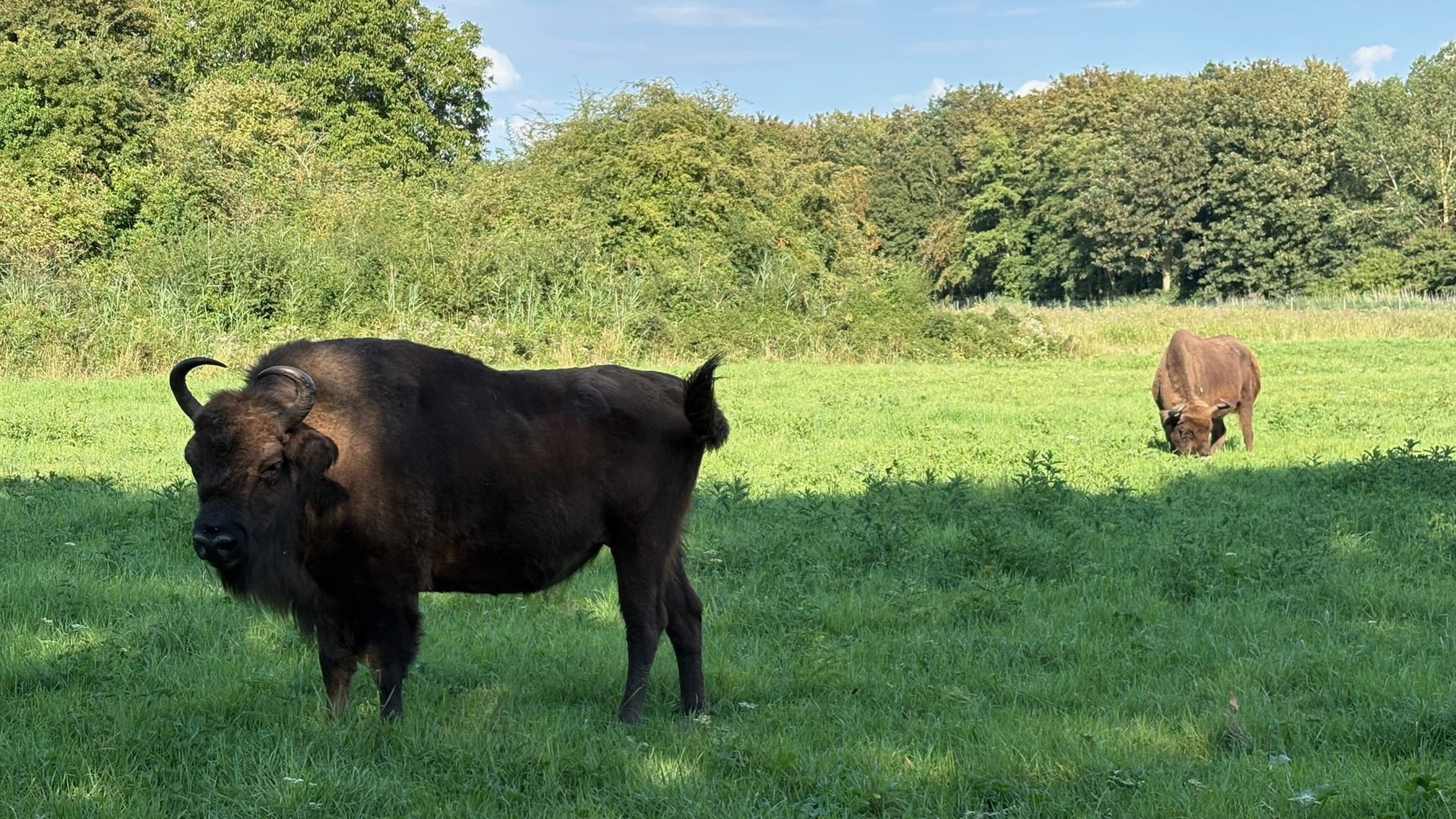Natuurpark Lelystad verandert: wilde zwijnen verdwijnen, bezoekerscentrum wordt levendiger