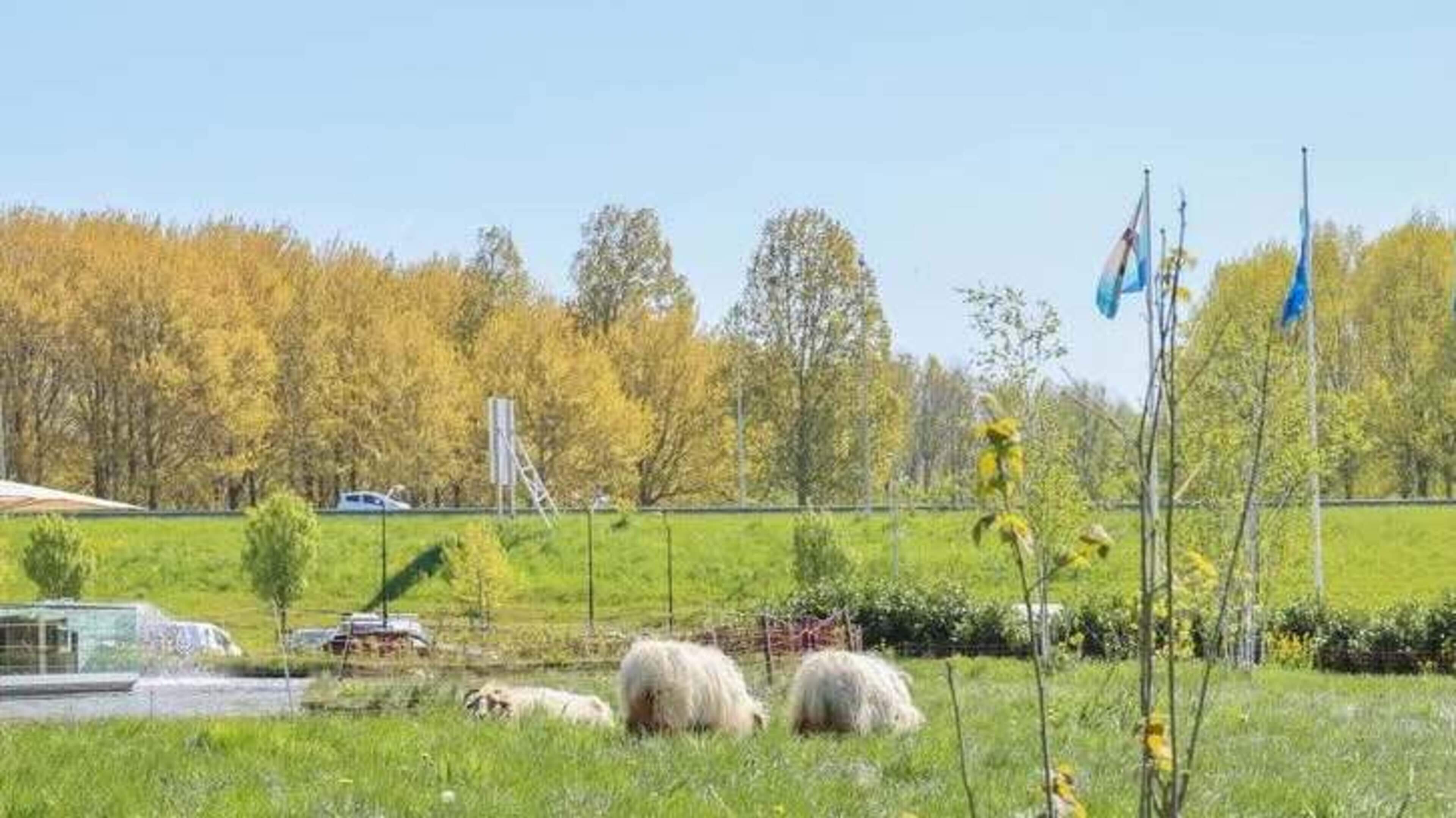 Gemeente Lelystad moet ingrijpen als schapen opnieuw zonder schaduw grazen bij Van der Valk