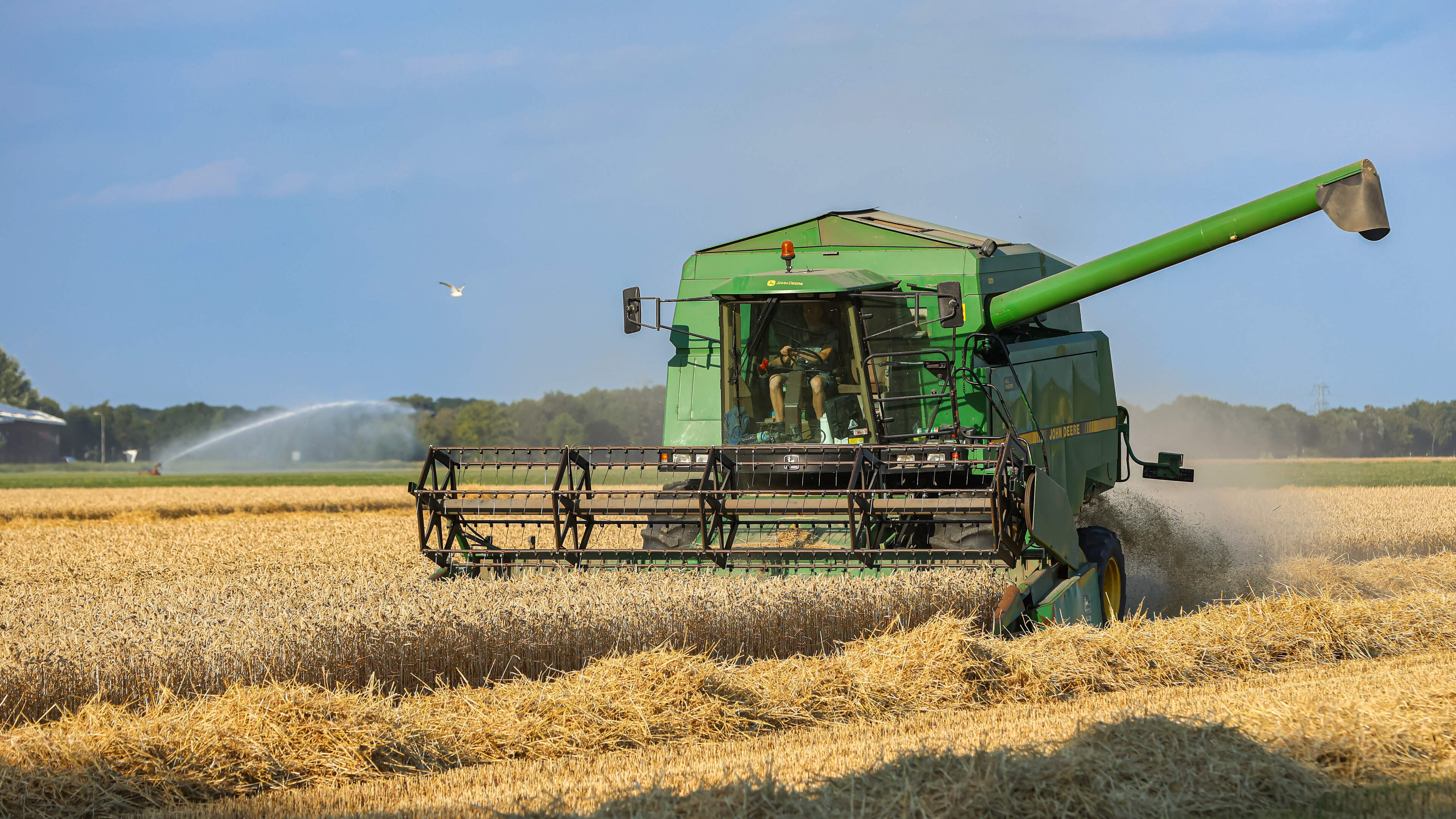 Hitte en droogte zorgen voor vroege graanoogst in Noordoostpolder, opbrengst daalt
