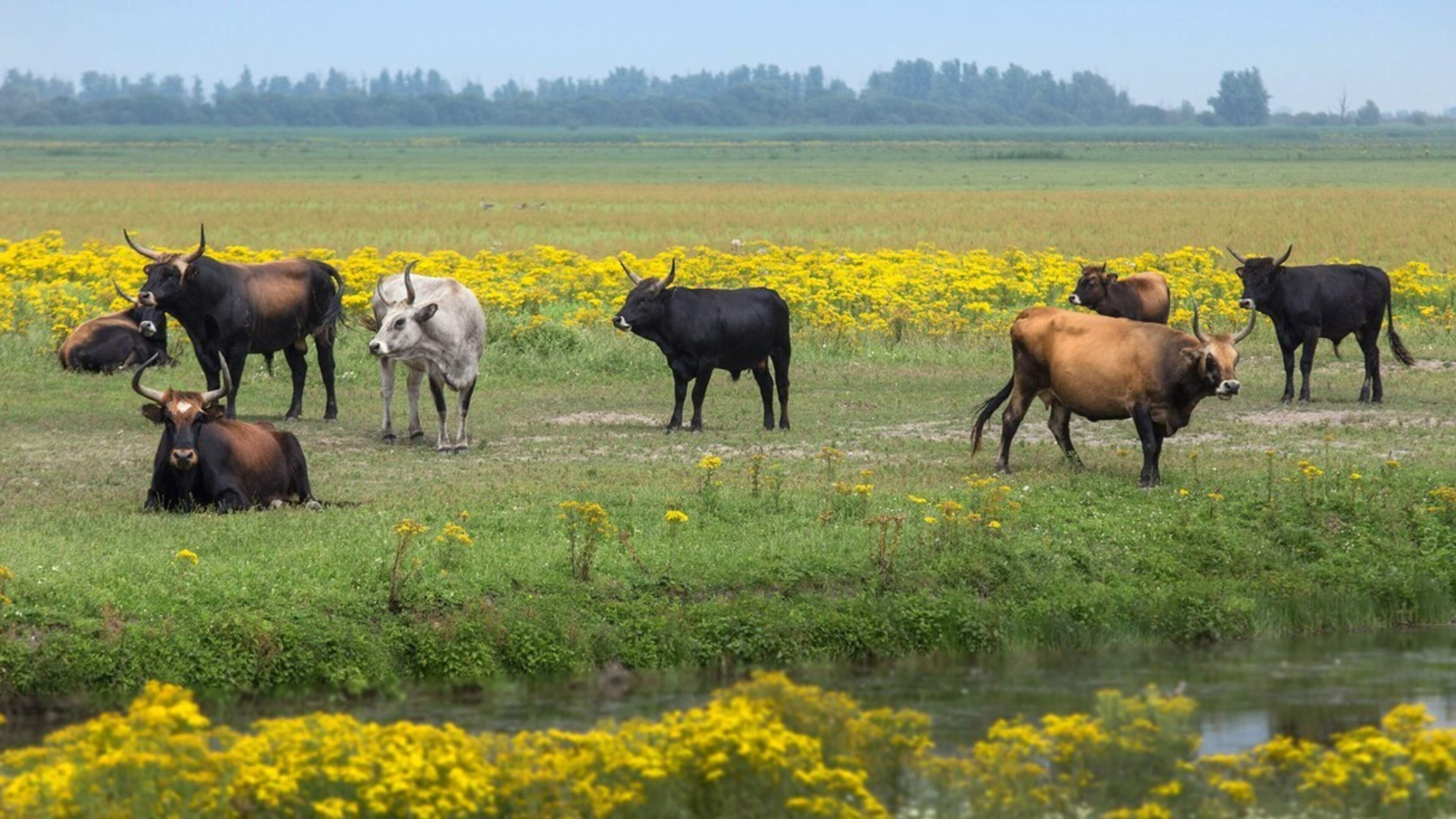 Droogte en ganzen maken bijvoeren heckrunderen in Oostvaardersplassen nodig