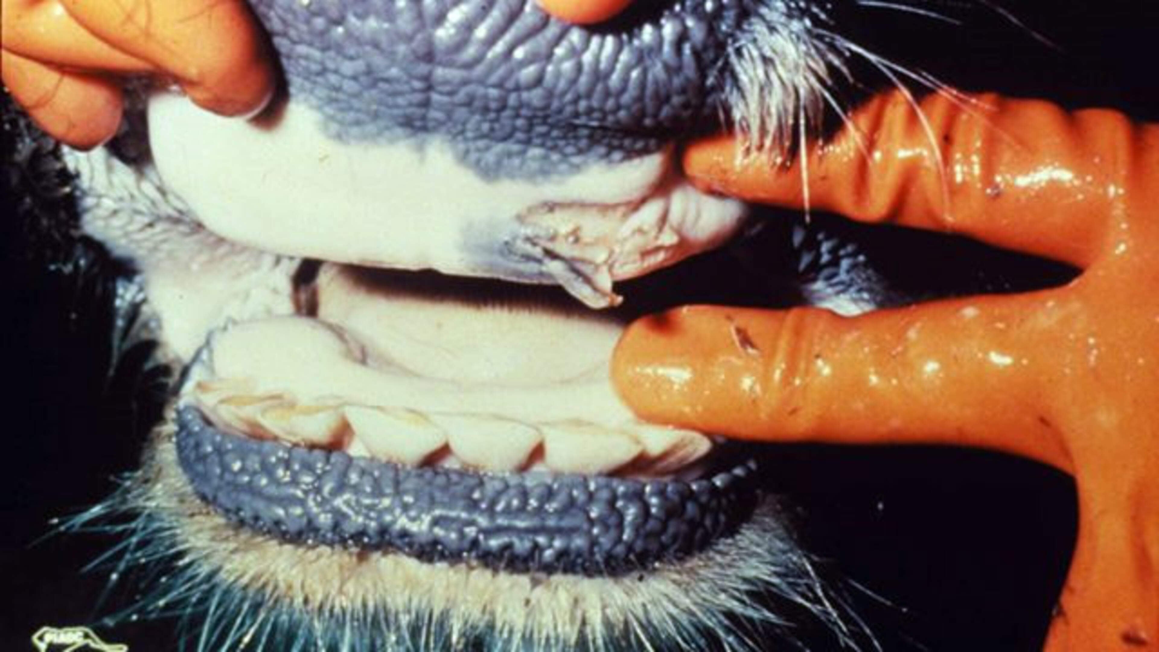Lablek in Lelystad vrijwel zeker oorzaak mkz-uitbraak Noordoostpolder in jaren tachtig